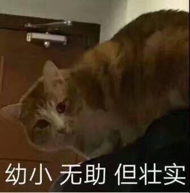 我的眼里都是你,无情浇灭我所有热情【猫咪土味情话表情包】