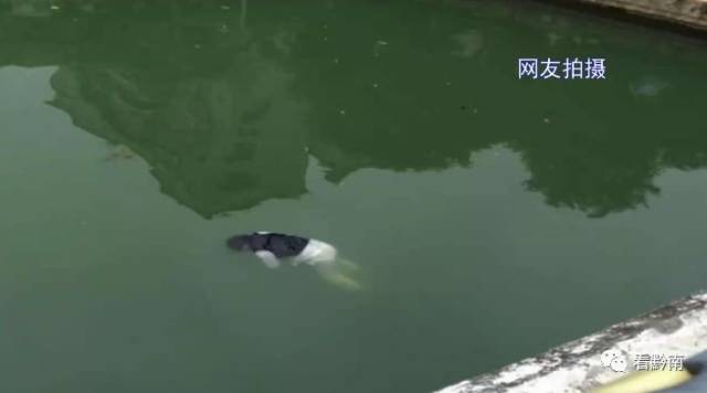 【都匀彩虹桥下浮尸是谁?】