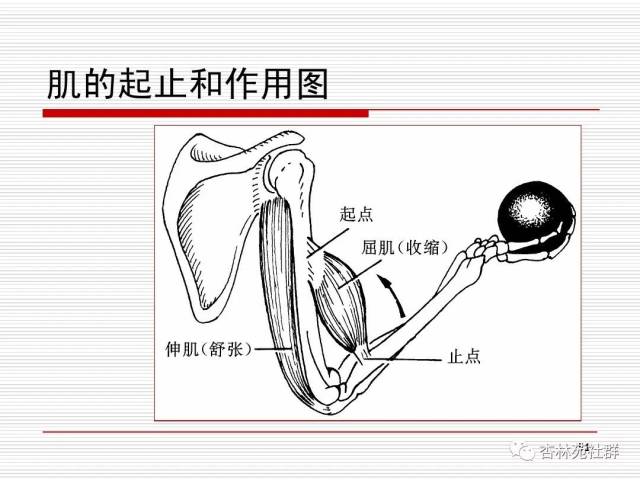 人体系统解剖之运动系统