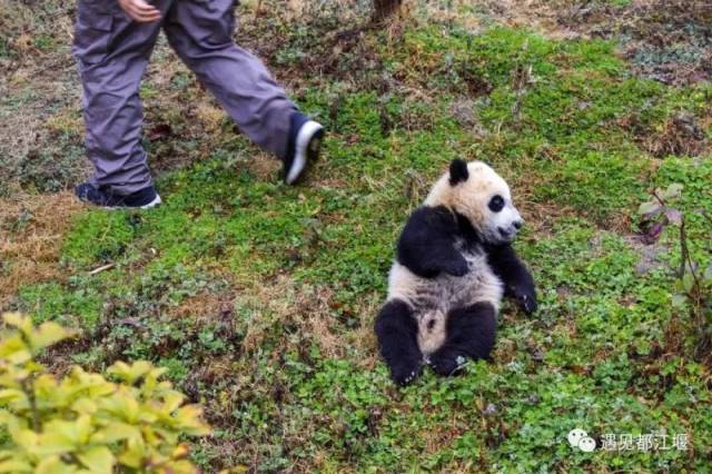 发挥想象 这4只大熊猫宝宝的名字可能就是你取的哦