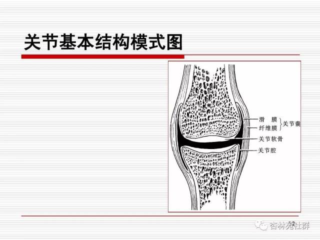 运动系统骨连骨,支持运动加保护 肌肉动力骨杠杆,关节枢纽连邻骨 体表