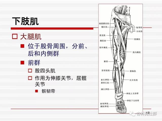 运动系统骨连骨,支持运动加保护 肌肉动力骨杠杆,关节枢纽连邻骨 体