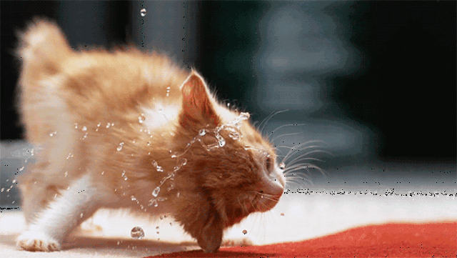 主人用慢动作拍下小橘猫甩水的瞬间