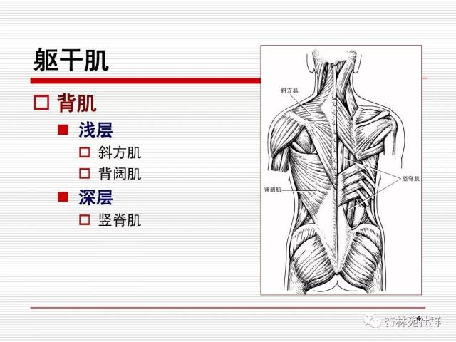 人体系统解剖之运动系统