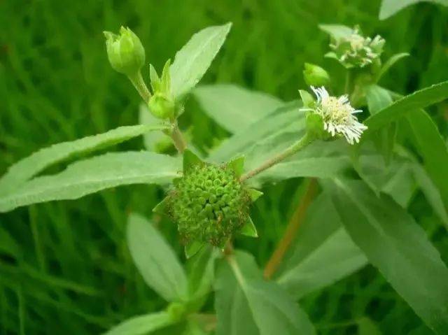 花园杂草图册 | 26种阔叶杂草11种尖叶杂草