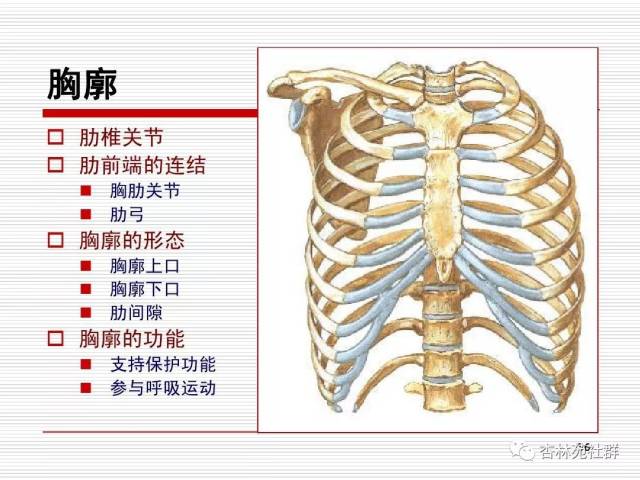 人体系统解剖之运动系统