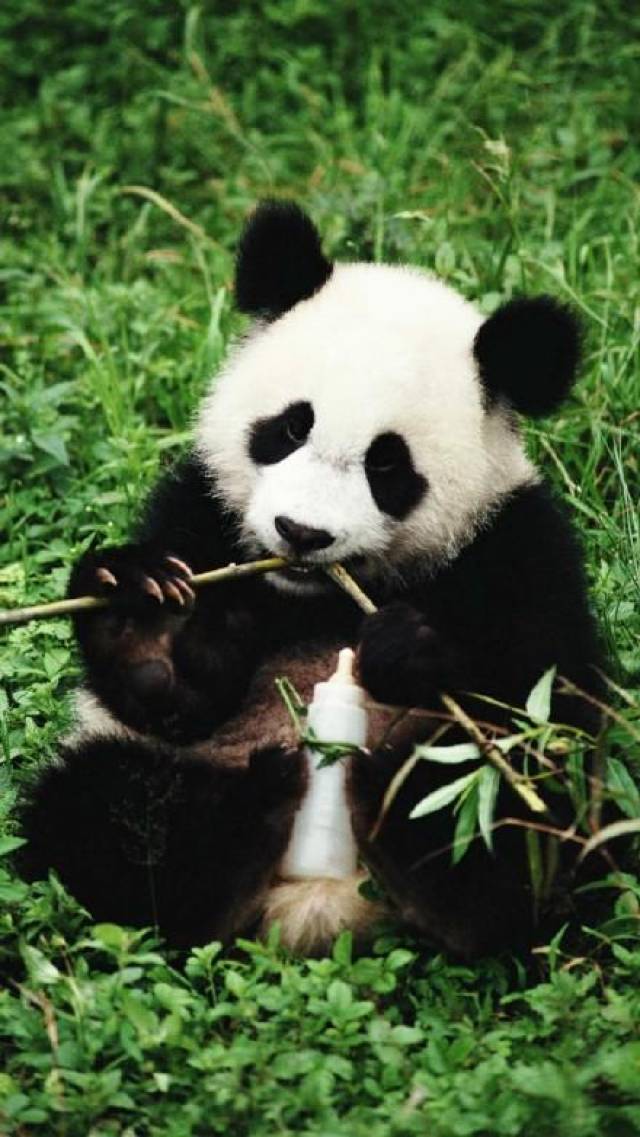 熊猫手机壁纸:你是做啥子工作的,我是为国家卖萌的