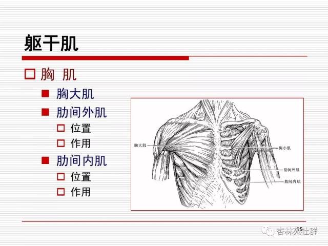 人体系统解剖之运动系统