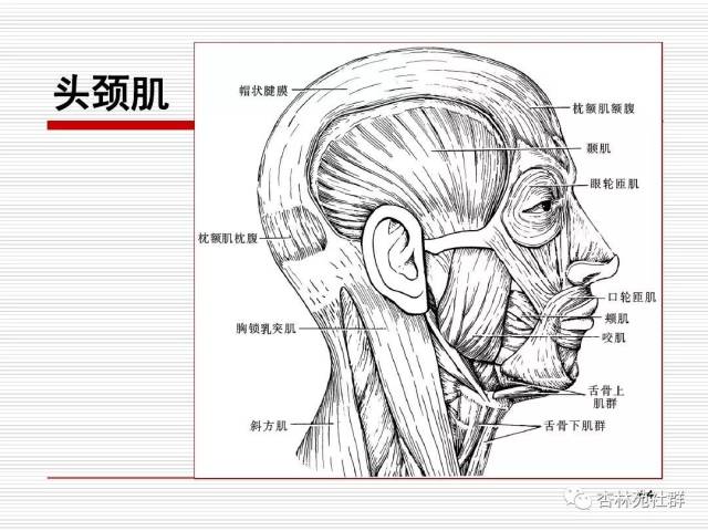 人体系统解剖之运动系统