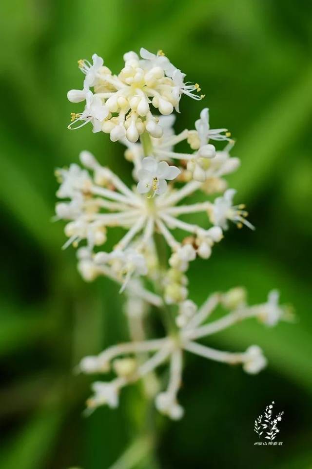 从楚辞里走来的清新芳草,然而古今有别|乡土植物