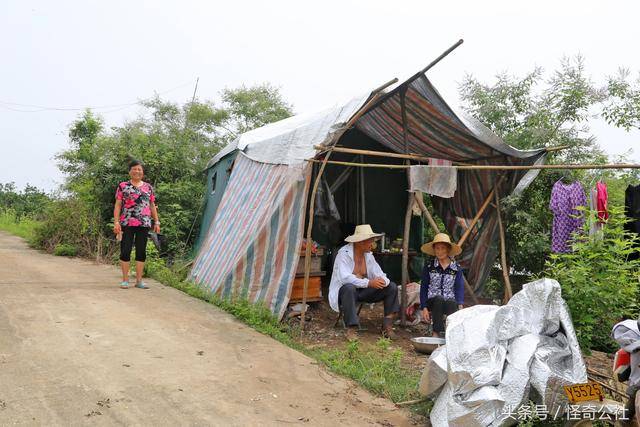 湖北宜都流浪老夫妻山中住窝棚靠养这种昆虫年收入10万