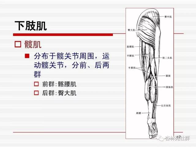 人体系统解剖之运动系统