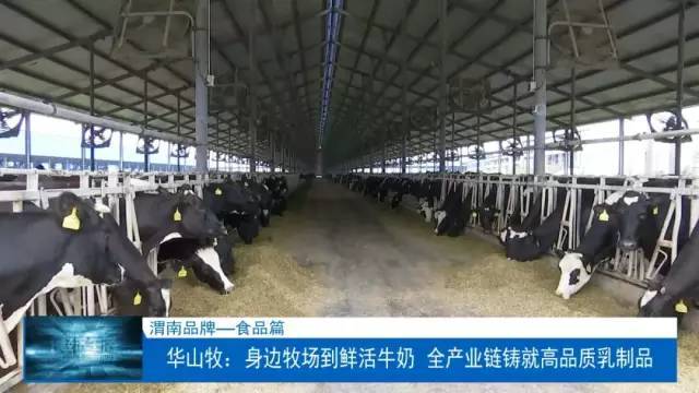 华山牧:身边牧场到鲜活牛奶 全产业链铸就高品质乳制品