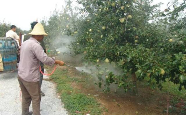 盯着农民打药不放,就真的能解决食品安全吗?背后原因让人深思