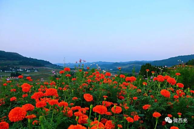 万寿菊花开成海,西充周边游又有好地方去了~-旅游频道