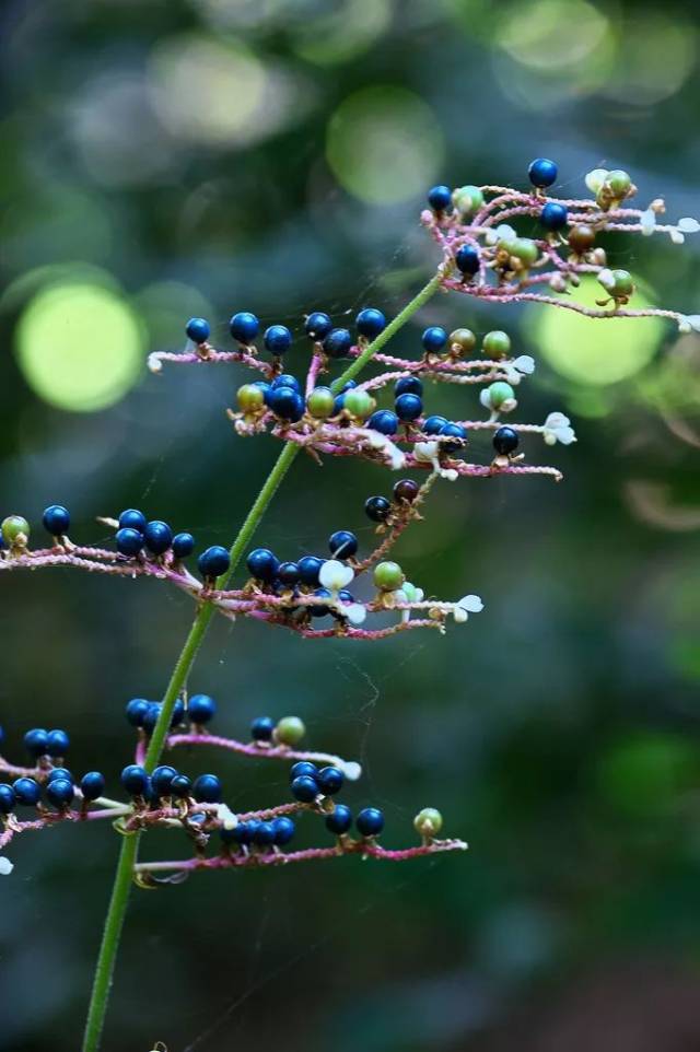 从楚辞里走来的清新芳草,然而古今有别|乡土植物