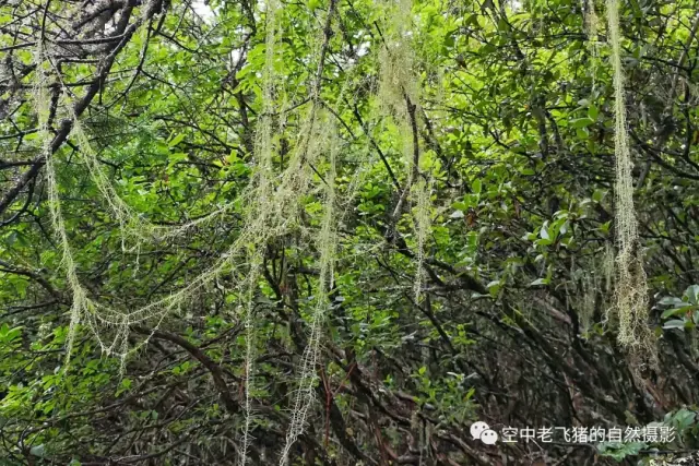 (松萝满枝 赵锷摄)