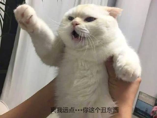 猫咪被男主人强吻,竟露出这副表情