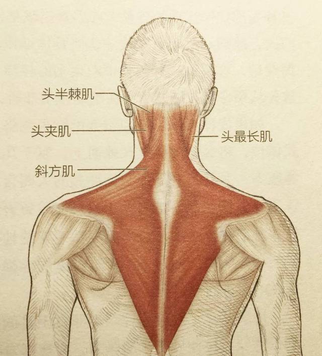 同时,颈部关联的肌肉也有很多,分别是:头半棘肌,头夹肌,斜方肌,头最长