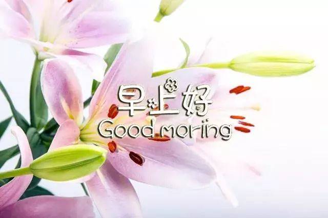 漂亮早上好问候图片鲜花带字 新的一天开始早安精美语句