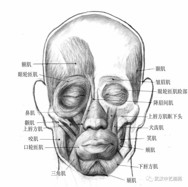 独家:湖北美术学院郭子瑶教授应邀来中艺画苑作"头骨结构解剖"讲座