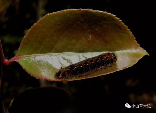 视频直击:银灰蝶幼虫尾管翻缩腺"开花",看看其如何耍花样驱赶敌人
