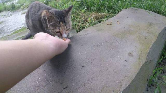 大学生晒出喂小区流浪猫的照片,网友表示:好漂亮,特想拐骗回家