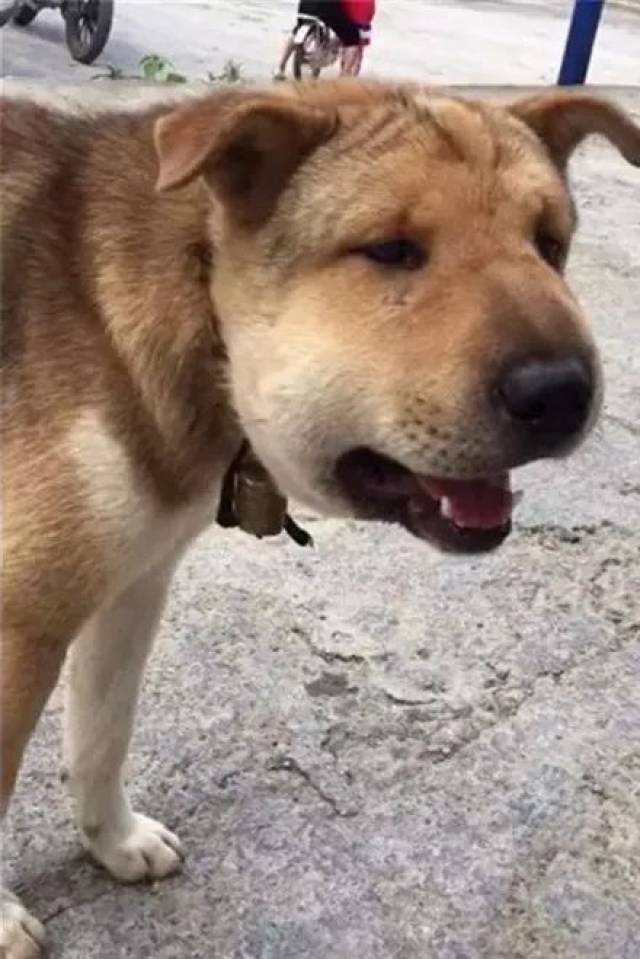田园犬为了赶走黄蜂,一口将它咬下去,结果脸肿成了鹅蛋.