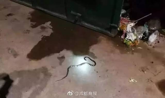 网购毒蛇被咬死，谁之过