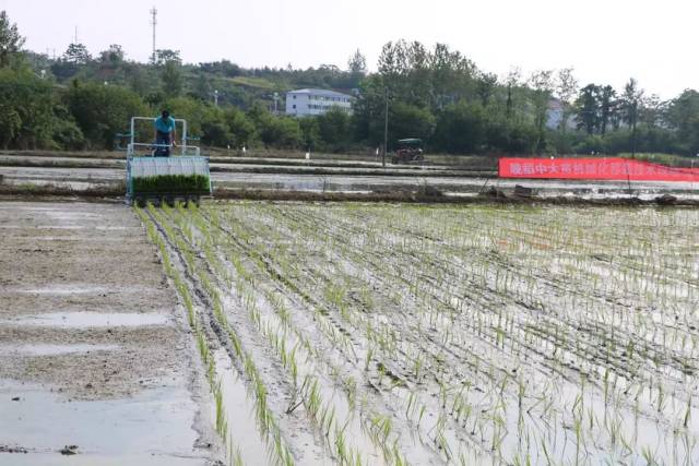 水稻大钵体毯状苗晚稻育秧现场 现场观摩后,专家就双季稻大钵体毯状苗