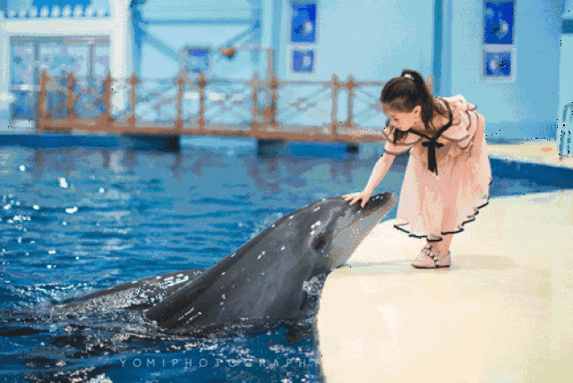 亲吻海豚,和海豚合影,中赫海豚湾海洋公园暑期活动太high了