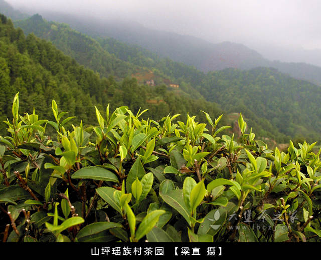 普洱茶的"山头"划分是否适合六堡茶