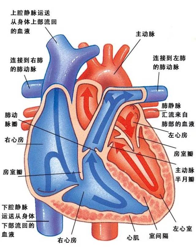 我们的身体系列——血液循环(二)