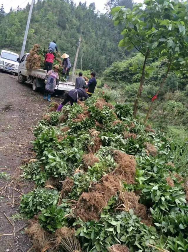 农户种植的蓝靛(板蓝根)
