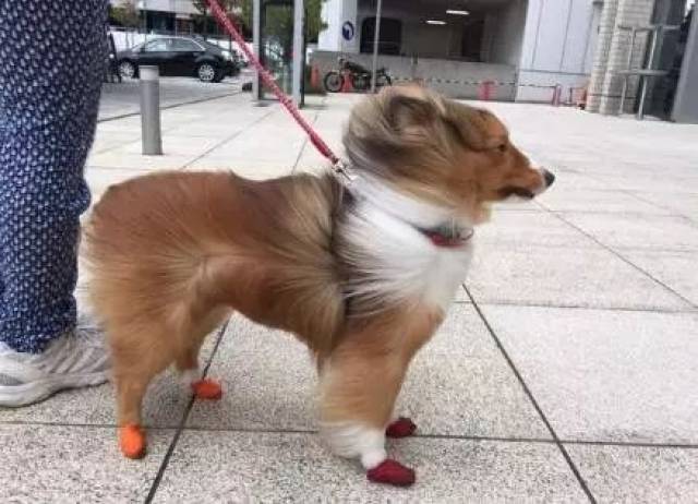 狗飘逸的长发表情包分享展示