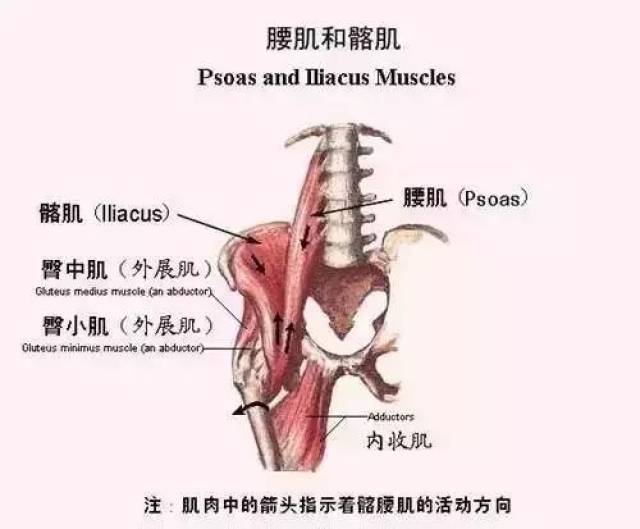 锻炼髂腰肌导致骨盆前倾?别搞笑,你可能紧而无力!