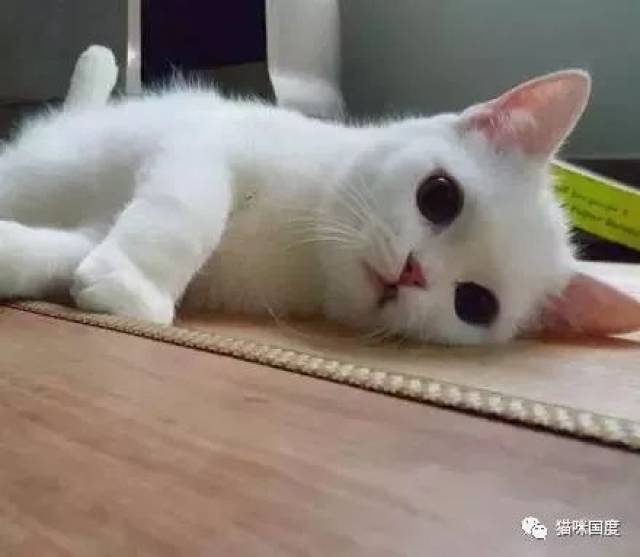 白猫在猫砂盆里玩,可是暹罗猫想上厕所