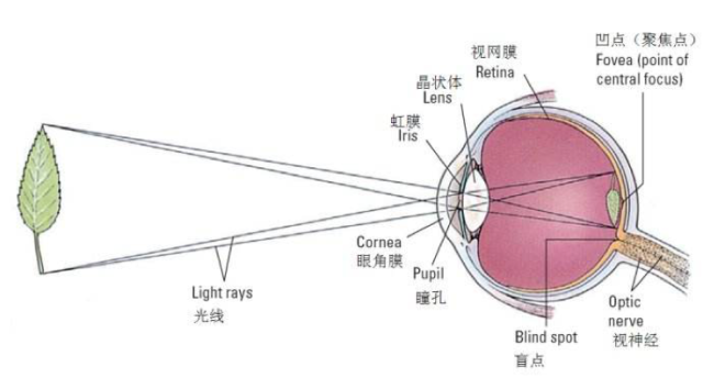 人类的视网膜上位于中间位置(俗称中央凹,fovea)的视锥神经和周边的视