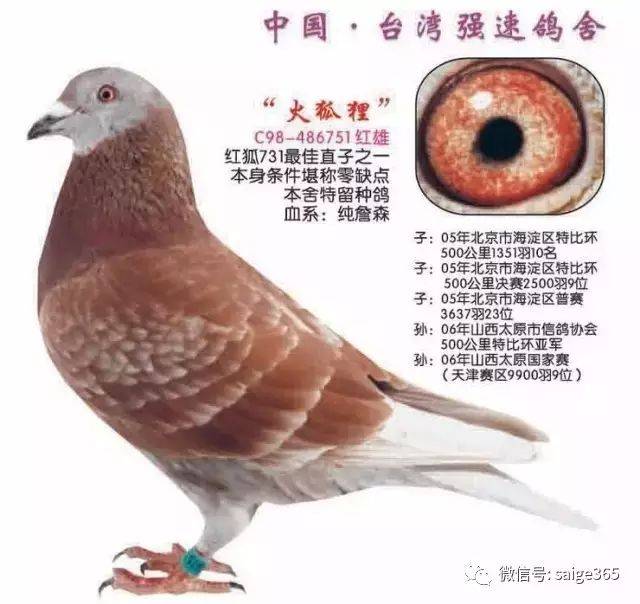 【鸽经验】"台湾强豪郑明吉"的独家鉴鸽秘籍!