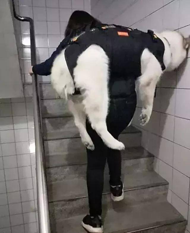 遛完狗,再用上吃奶的劲给人家背上来.