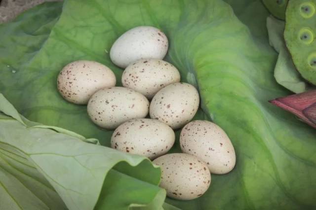 走的时候还可以买点当地农家户自己种的生态蔬菜,就连少见的野鸡蛋都