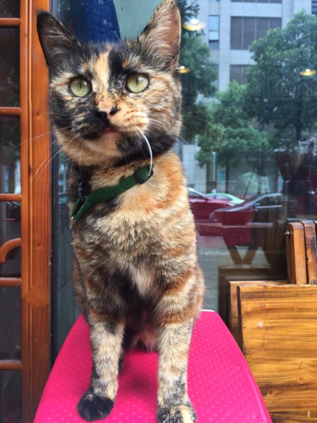 而且玳瑁色的猫还会出现"阴阳脸"