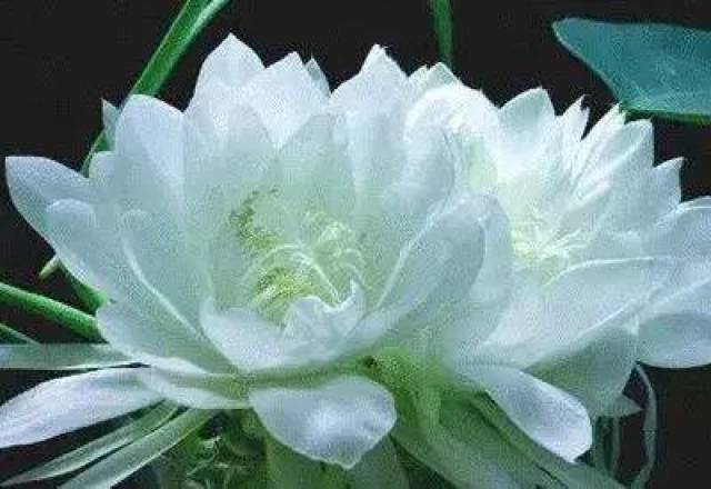 100种花的花语,值得收藏!