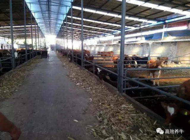 怎样合理修建肉牛舍!