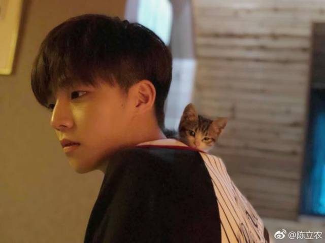 陈立农晒照肩上挂只小奶猫 粉丝:我竟羡慕一只猫