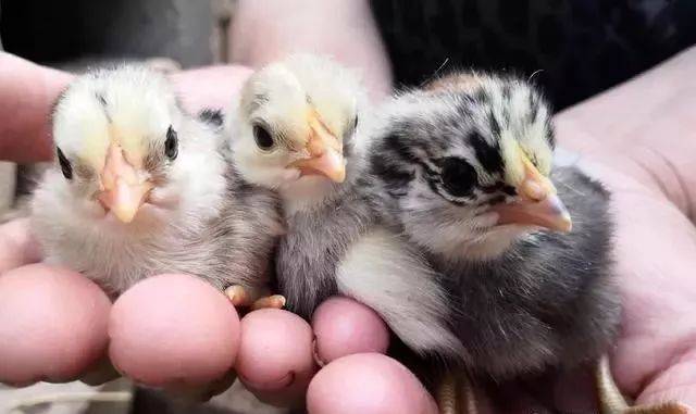 鸡蛋放阳台孵出鸡