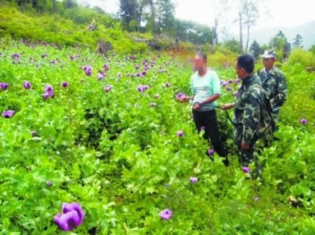 这里的农民有点"可怜"每天种地有人监视 成熟的时候还