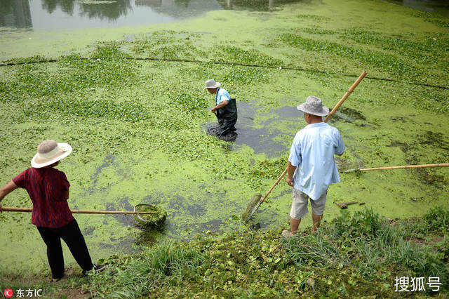 水草疯长河道变草原 济南保洁员一天捞草千斤!