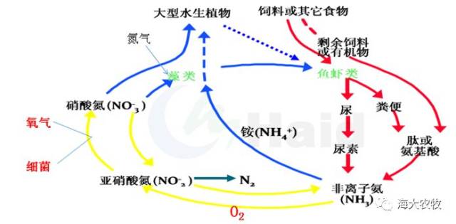 养殖水体氮循环示意图