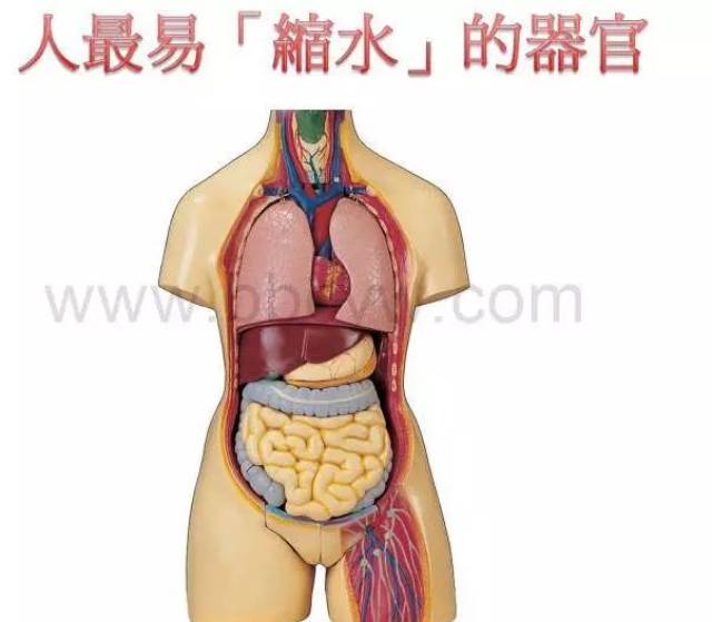 【养生保健】人体最易"缩水"器官的保养之道